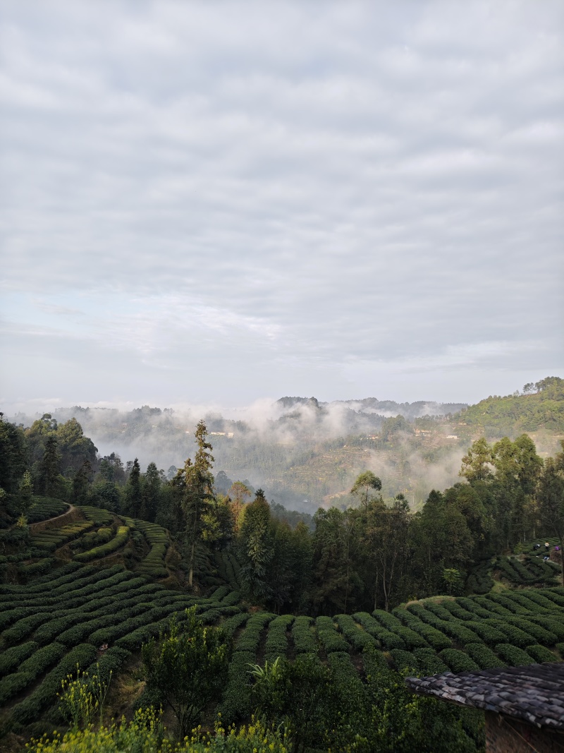 高山云雾茶