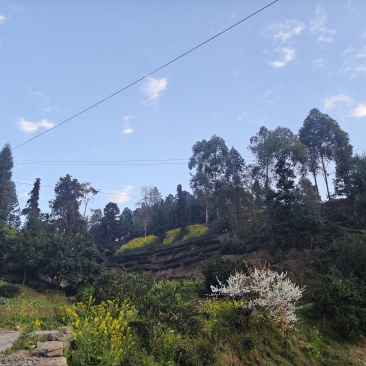 高山云雾茶