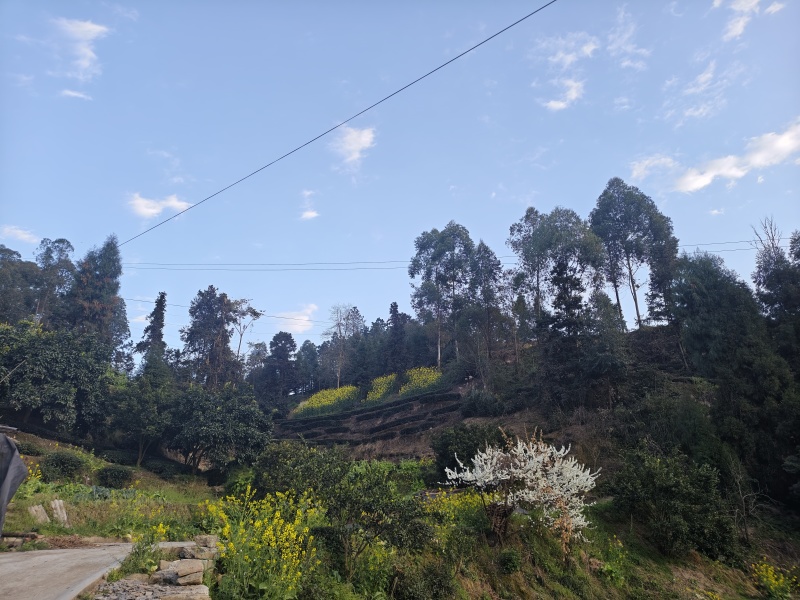 高山云雾茶