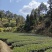 高山云雾茶