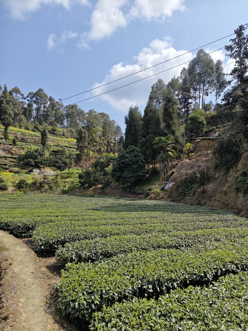 高山云雾茶