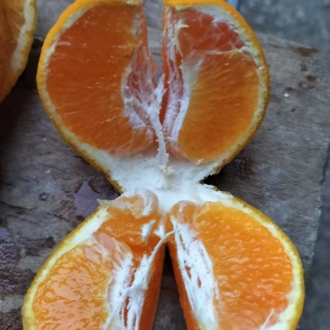 纯甜多汁耙耙柑