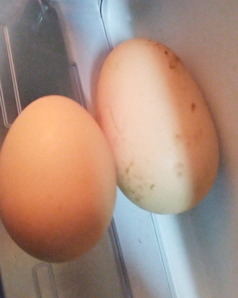 双黄鸡蛋