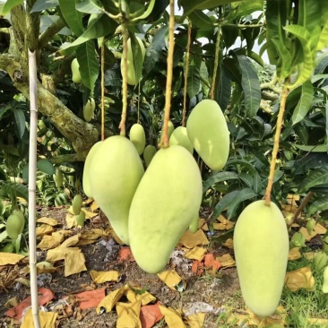 金煌芒果