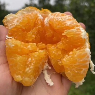 脆甜多汁丑柑，自家种植。