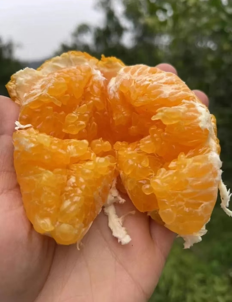 脆甜多汁丑柑，自家种植。