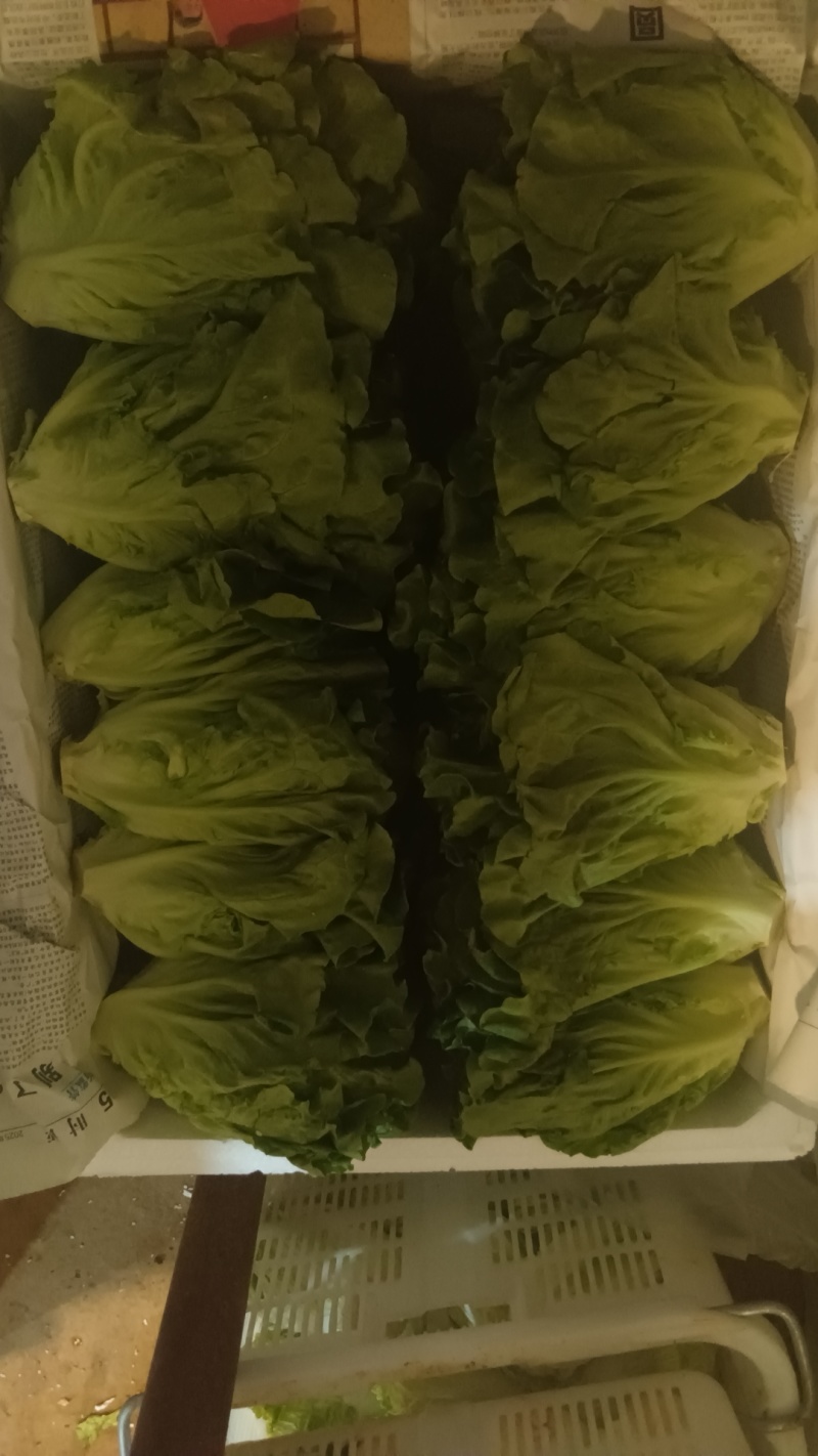 17生菜