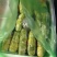 17生菜