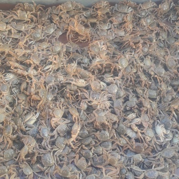 水阳镇好润蟹苗