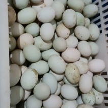 土鸭蛋