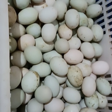土鸭蛋