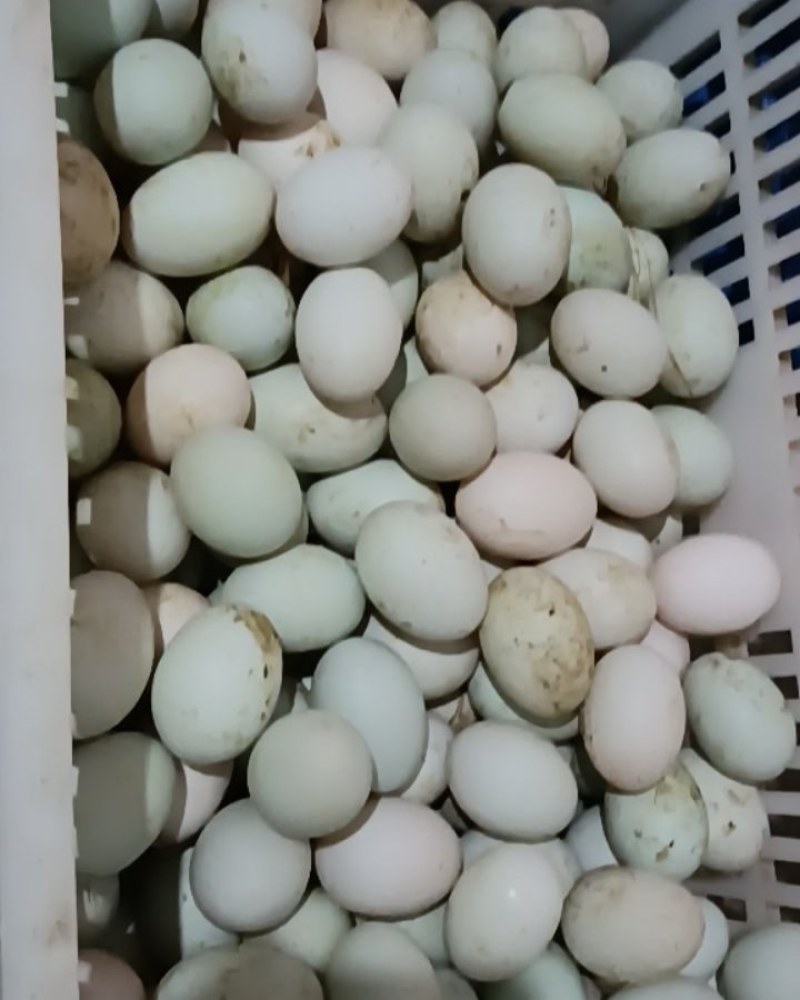土鸭蛋