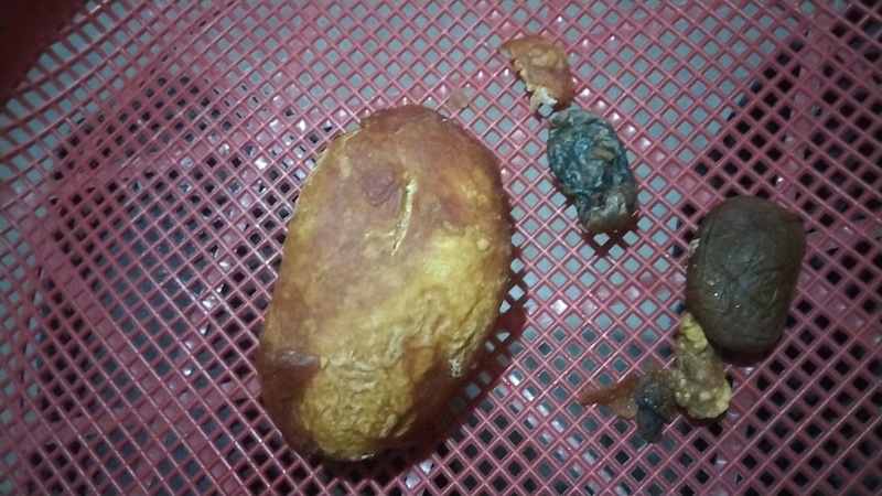 鸡宝