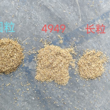 优质稻壳大量供应酒厂专用/养殖垫料/食用菌栽培干净干