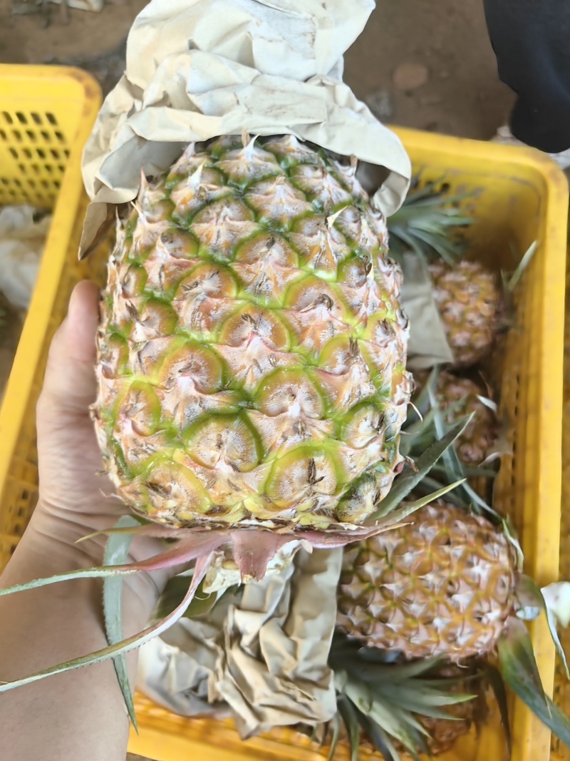 菠萝