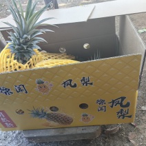 菠萝