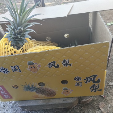菠萝