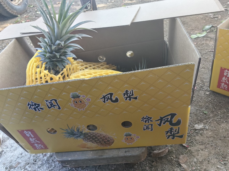 菠萝