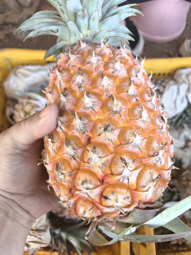 菠萝
