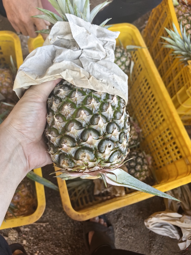 菠萝