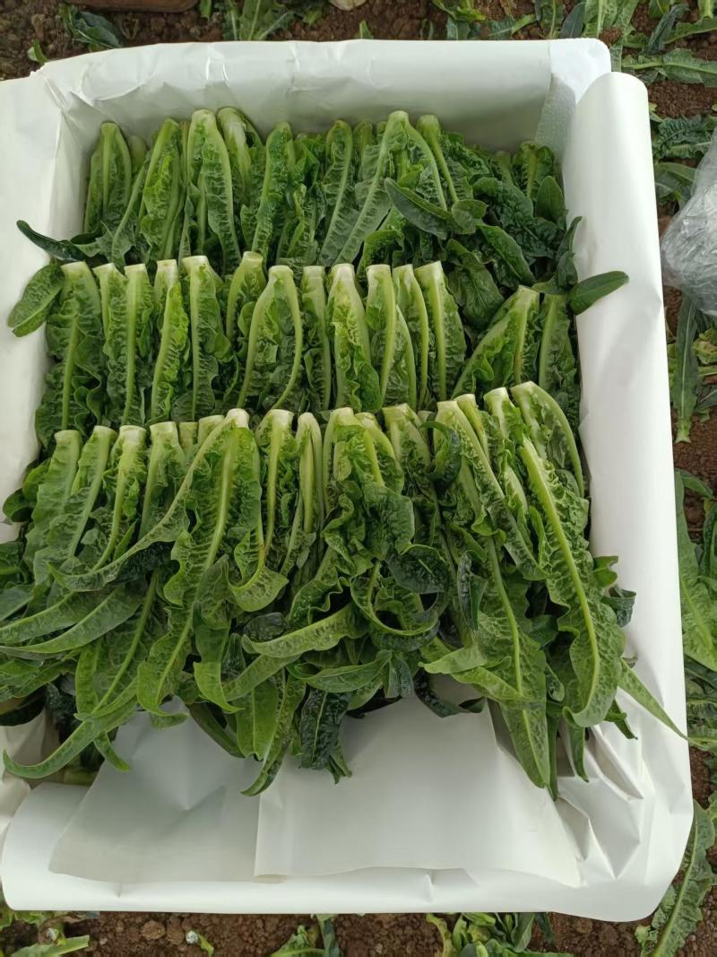 红油麦菜苗