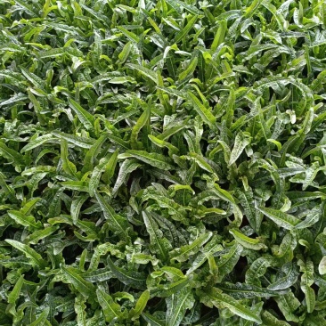 红油麦菜苗