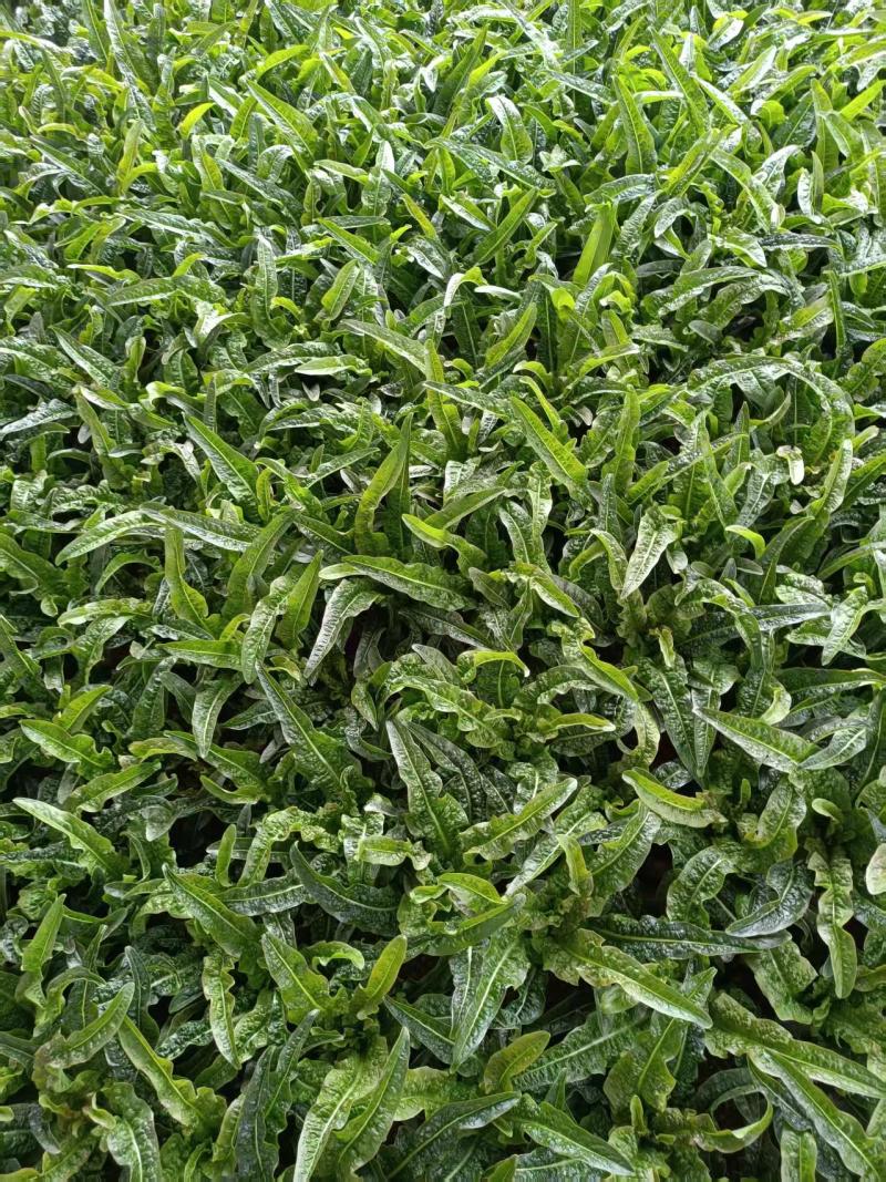 红油麦菜苗