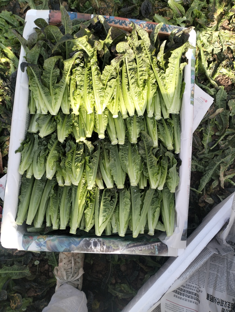 红油麦菜苗