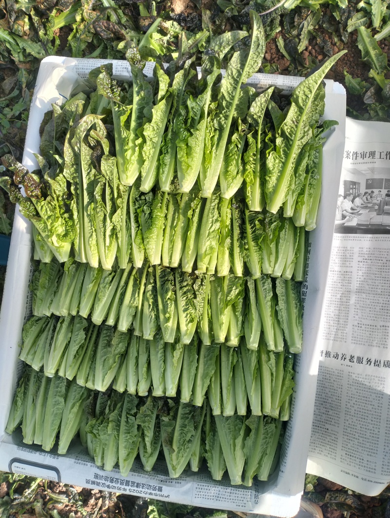 红油麦菜苗