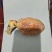 新鲜鸡宝