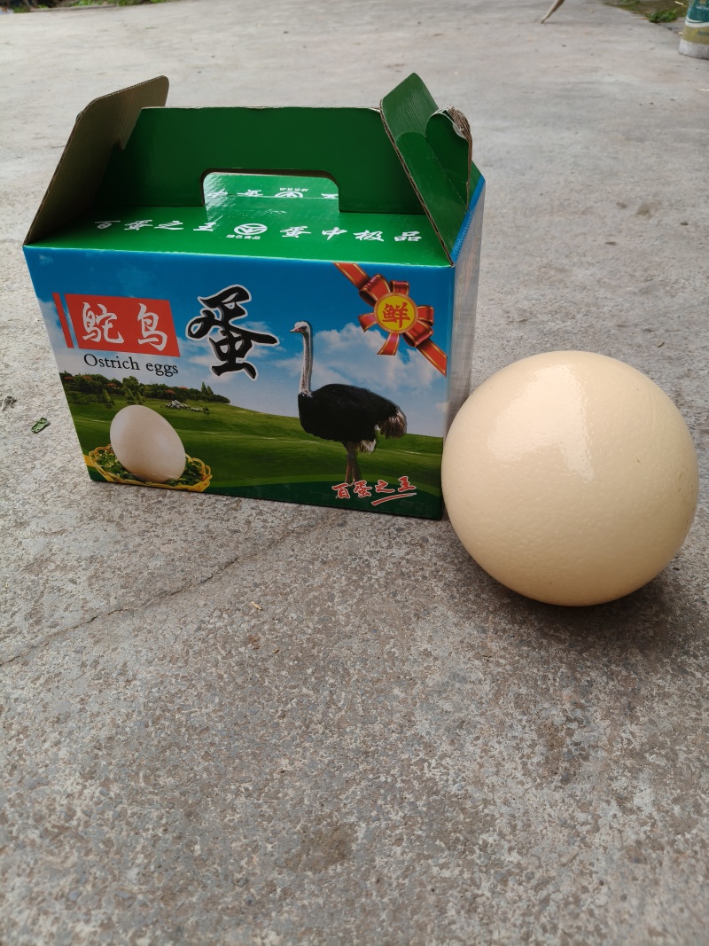 鸵鸟蛋