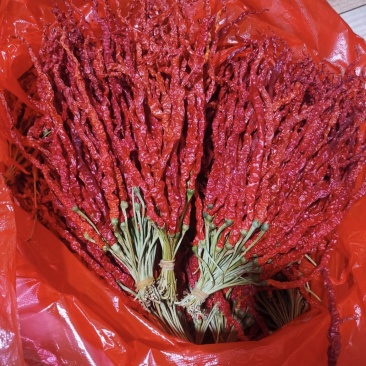 大方皱椒