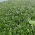 菠菜批发