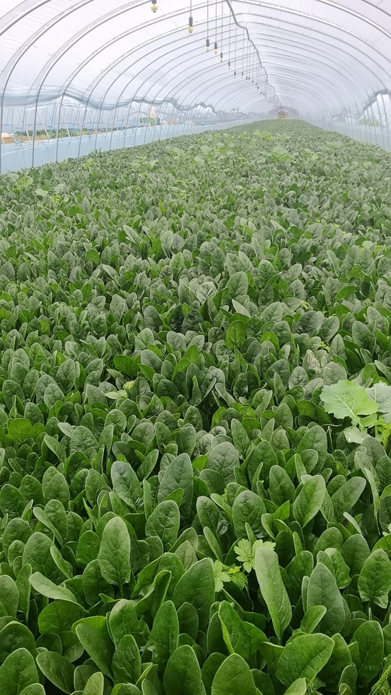 菠菜批发