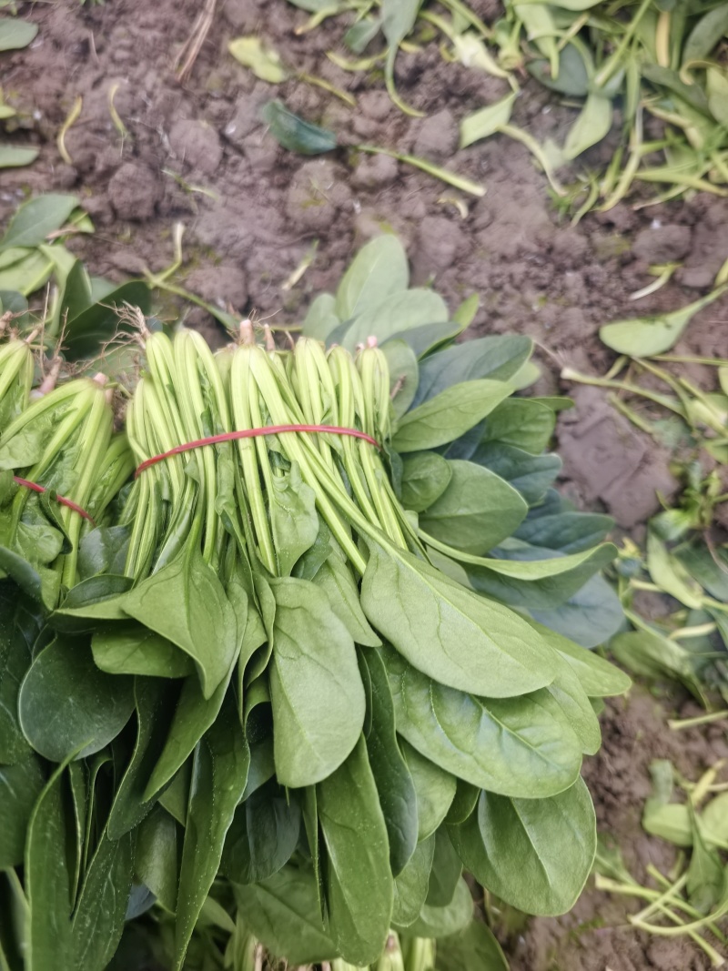菠菜批发