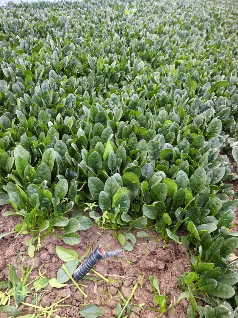 菠菜批发