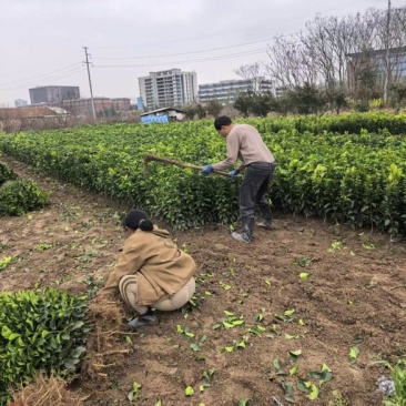 黄金西柚苗
