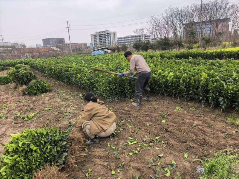 黄金西柚苗