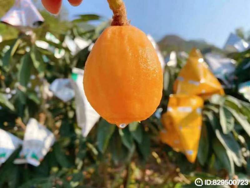 福建云霄枇杷