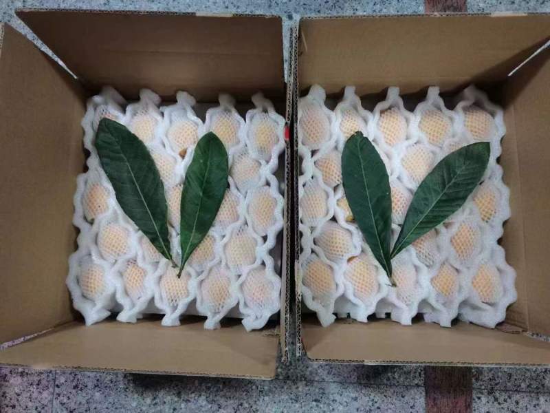 福建云霄枇杷