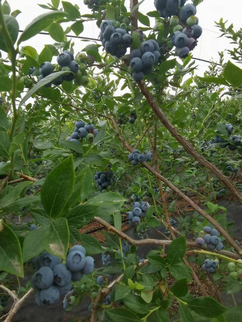蓝莓