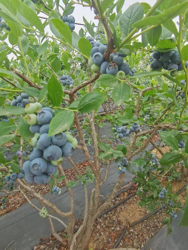 蓝莓