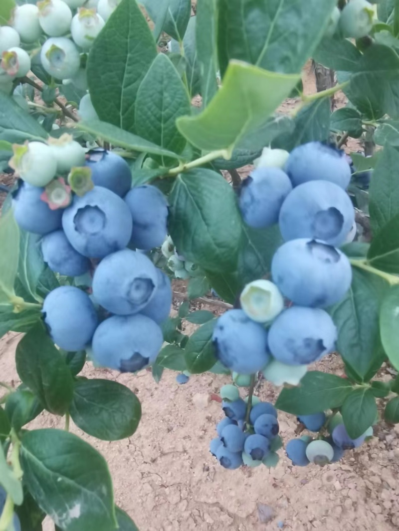 蓝莓
