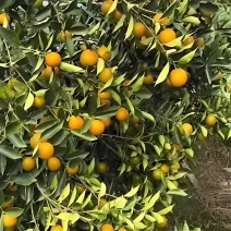 脆蜜小金桔，大概还有7-8千斤，偏中大