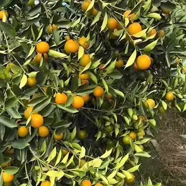 脆蜜小金桔，大概还有7-8千斤，偏中大