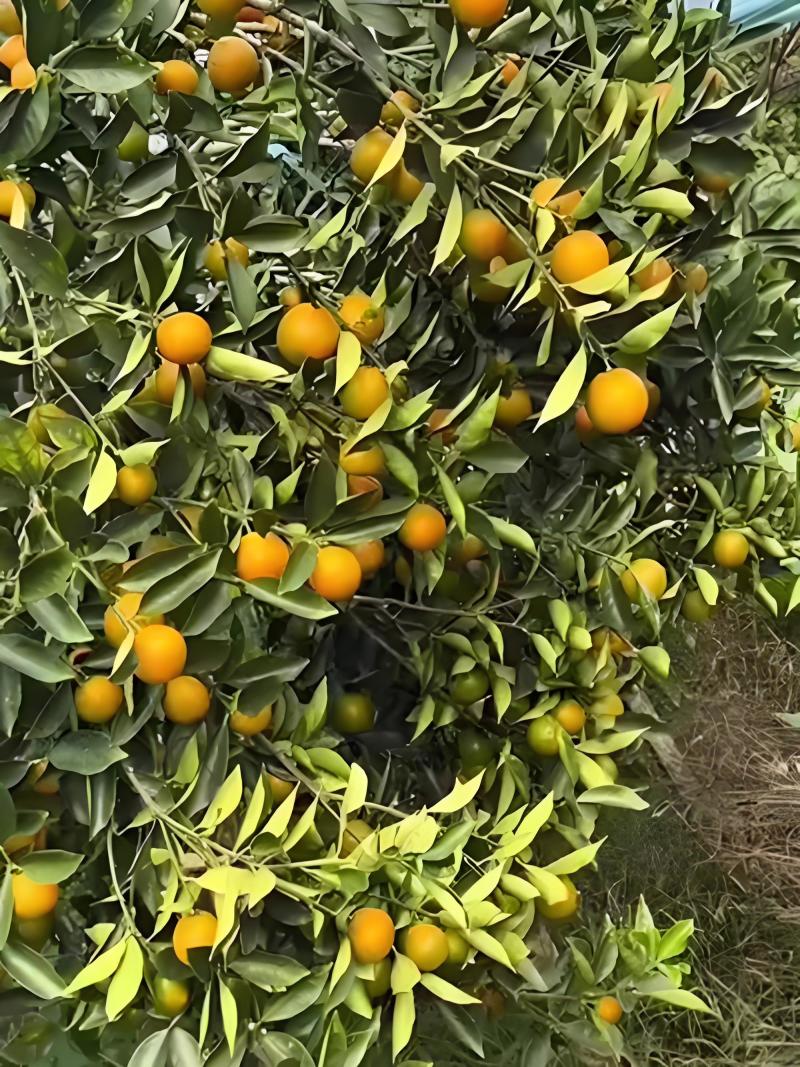 脆蜜小金桔，大概还有7-8千斤，偏中大