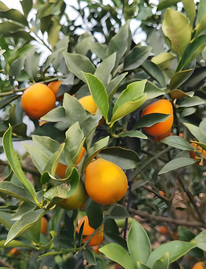 脆蜜小金桔，大概还有7-8千斤，偏中大