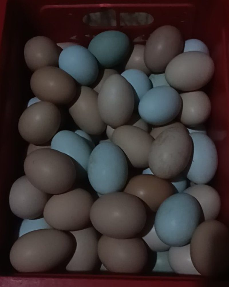 农家土鸡蛋