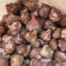 现挖弥渡红皮蒜