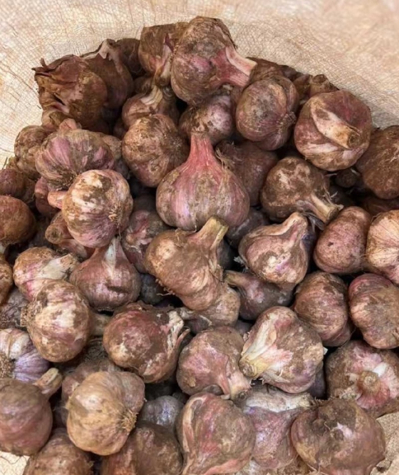现挖弥渡红皮蒜